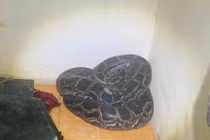 Trăn đất quý hiếm đi lạc vào nhà dân ở Quảng Trị