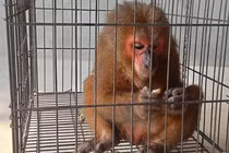 Thả 2 cá thể động vật quý hiếm về môi trường tự nhiên