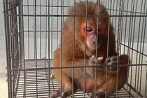 Thả 2 cá thể động vật quý hiếm về môi trường tự nhiên