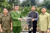 Vườn Quốc gia Vũ Quang tiếp nhận cá thể cu li quý hiếm