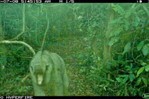 Đặt bẫy ảnh, phát hiện cá thể voi con trong rừng đặc dụng Đà Nẵng 