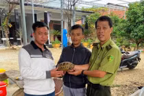 Người dân TP Huế tự nguyện giao nộp 5 cá thể rùa quý hiếm