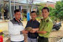 Người dân TP Huế tự nguyện giao nộp 5 cá thể rùa quý hiếm