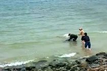 Kịp thời giải cứu cá heo mắc cạn ở biển Vũng Áng