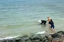 Kịp thời giải cứu cá heo mắc cạn ở biển Vũng Áng