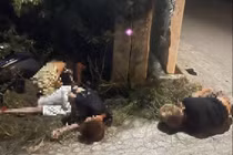 Xe máy lao vào cột điện, 3 người thương vong ở Nghệ An