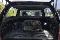 Người dân Quảng Trị giao nộp cá thể khỉ đuôi lợn quý hiếm