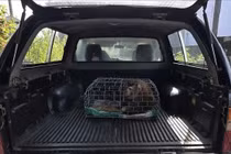 Người dân Quảng Trị giao nộp cá thể khỉ đuôi lợn quý hiếm