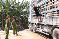 Ngăn chặn 18 tấn lợn nhiễm dịch trên đường đi tiêu thụ