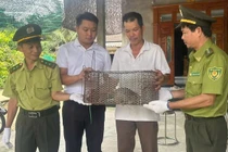 Cá thể tê tê quý hiếm lạc vào nhà dân ở Huế