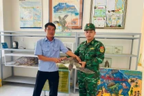 Thả cá thể rùa biển nặng 12kg về môi trường tự nhiên