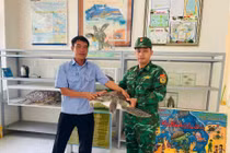 Thả cá thể rùa biển nặng 12kg về môi trường tự nhiên