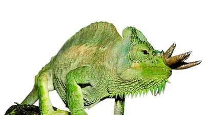 Phát hiện loài tắc kè có thể mọc vô số sừng kỳ dị