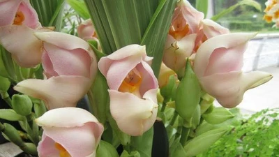 Kỳ lạ hoa lan “nôi em bé” khiến thế giới mê mẩn