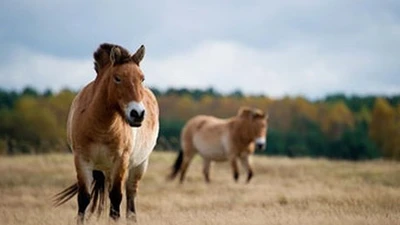 Linh thú thảo nguyên Mông Cổ quý hiếm, là loài trong sách Đỏ