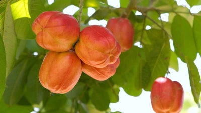 Loại quả gây tử vong trong 24 giờ nhưng ai cũng thèm