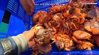 Lý Sơn thả cua huỳnh đế mang trứng, phục hồi sinh thái