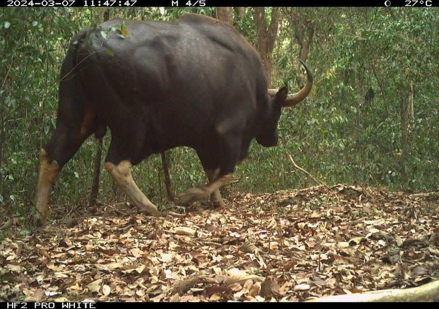 Đặt bẫy ảnh, phát hiện nhiều loài thú bí ẩn, hiếm gặp ở Việt Nam