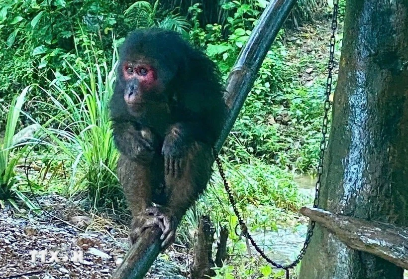 Hai cá thể khỉ đi lạc vào nhà dân Quảng Trị là loài quý hiếm