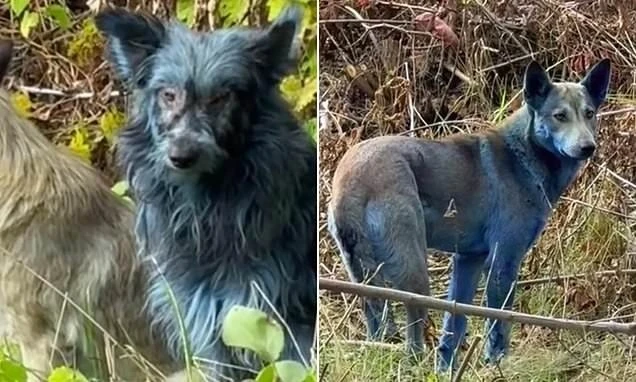 Lần đầu tiên phát hiện chó lông xanh tại khu vực Chernobyl