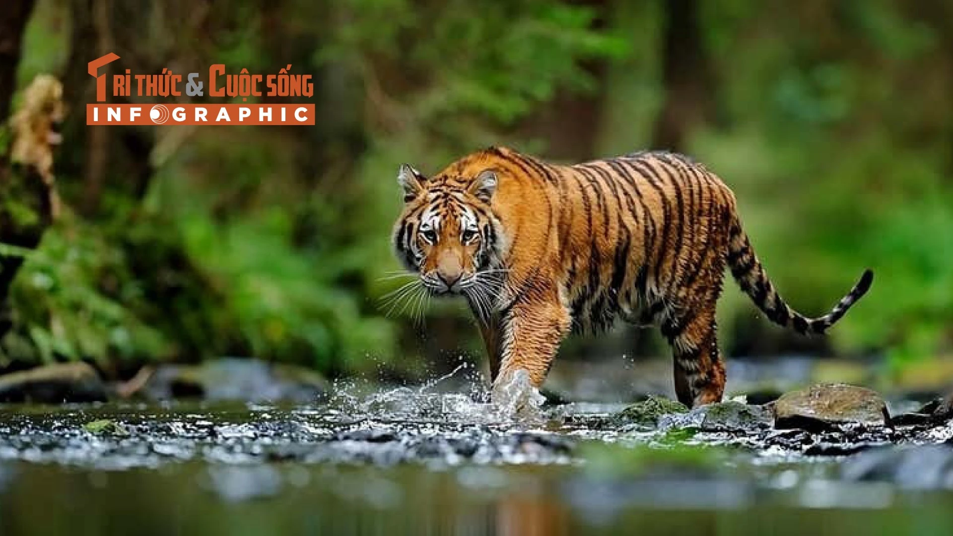 [INFOGRAPHIC] Những loài hổ quý hiếm nổi tiếng thế giới