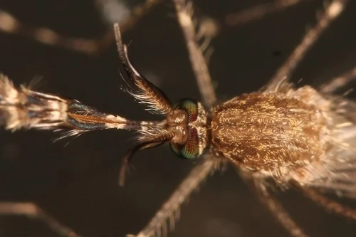 View - Lần đầu tiên phát hiện muỗi ở Iceland | Báo Tri thức và Cuộc sống - TIN TỨC PHỔ BIẾN KIẾN THỨC 24H