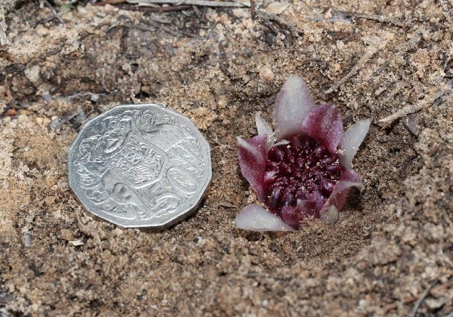 Độc lạ loài lan sống và nở hoa dưới lòng đất