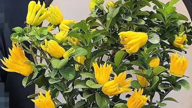 Cây cảnh trồng trong nhà giúp tăng cường tài lộc, mang đến điềm lành