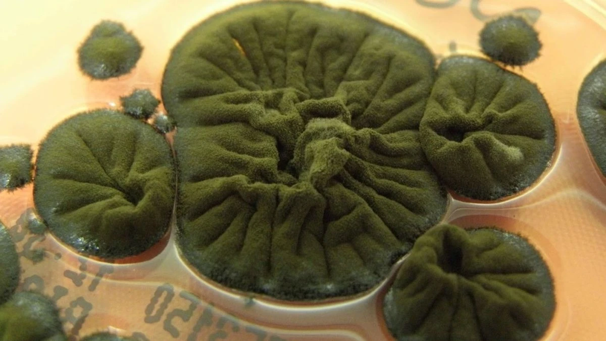 Khả năng bí ẩn của loại nấm ở vùng thảm họa hạt nhân Chernobyl