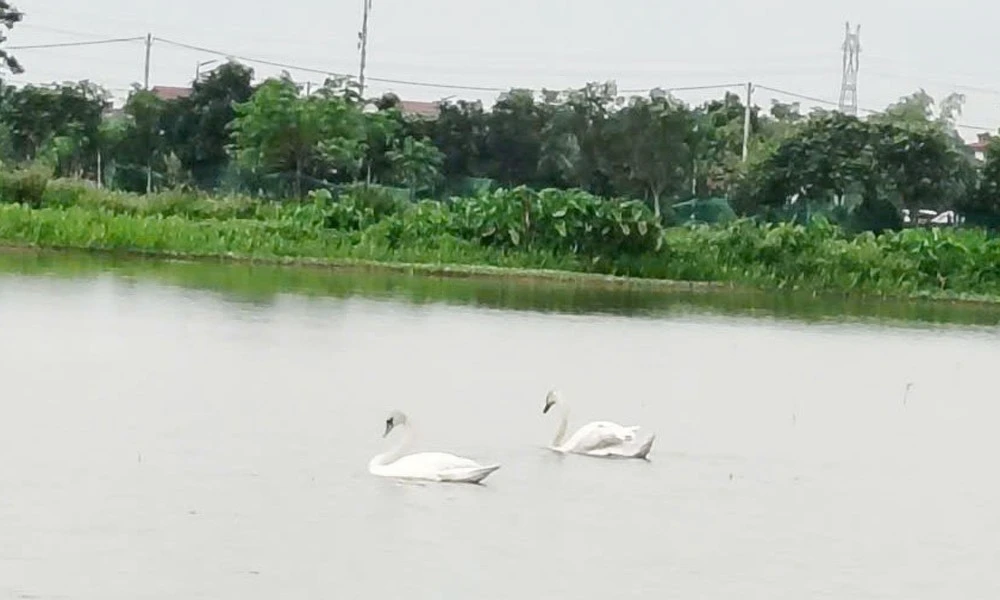 Ngỡ ngàng đôi thiên nga trắng muốt ở hồ Bắc Ninh, quý hiếm hay không?