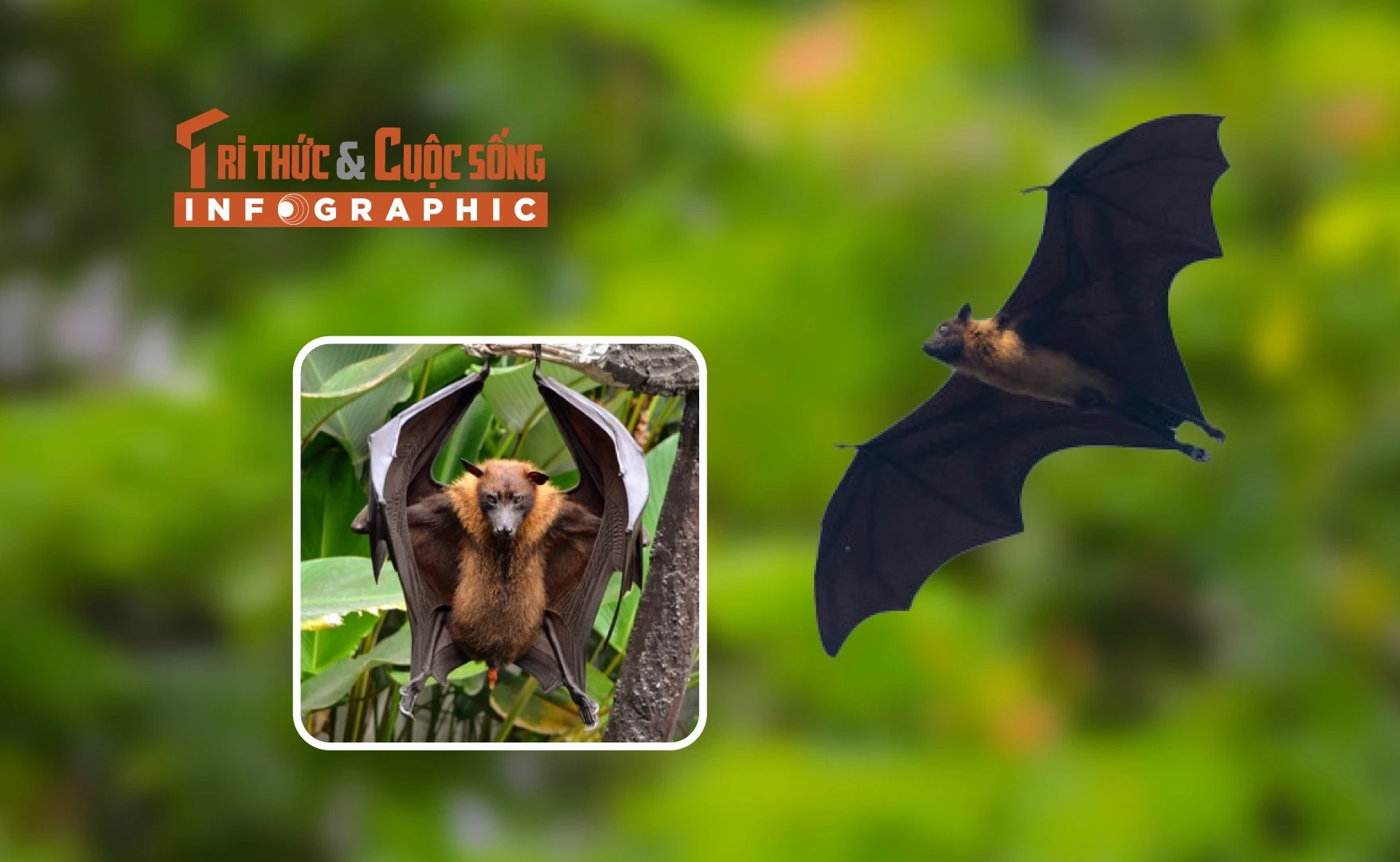 [INFOGRAPHIC] Loài dơi quạ quý hiếm nổi tiếng Việt Nam