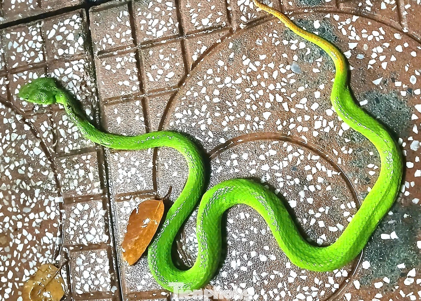 Rùng mình những lần rắn độc bò vào nhà dân