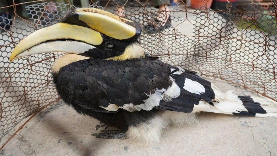 Đi làm ruộng, người dân Tây Ninh phát hiện loài chim quý hiếm