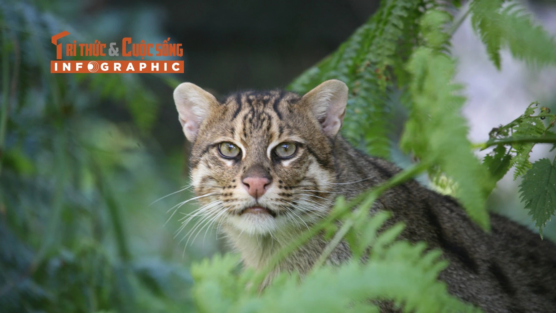 [INFOGRAPHIC] Loài mèo cá quý hiếm rất giỏi bơi lội