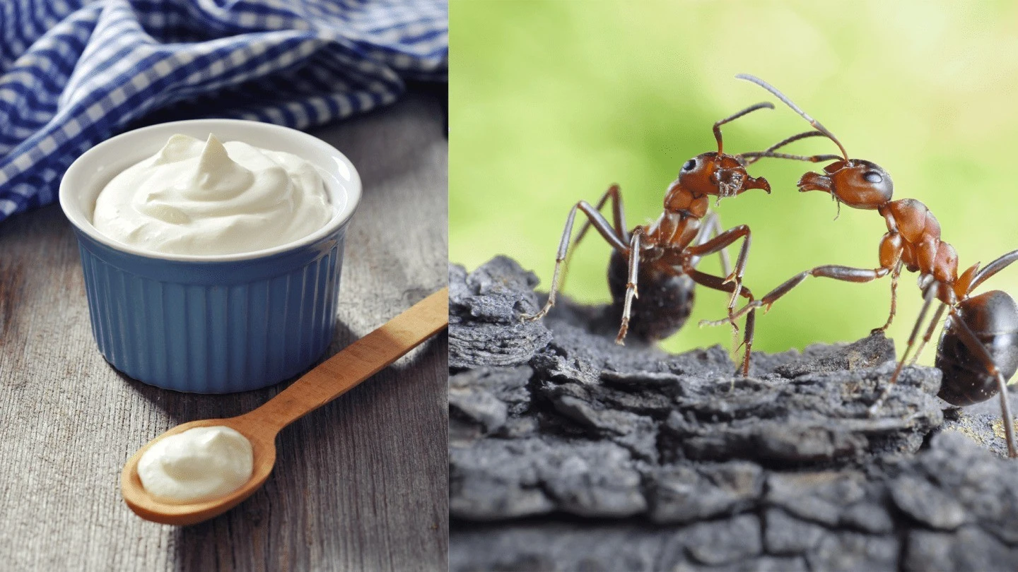 Hồi sinh 'sữa chua kiến' theo công thức hàng ngàn năm tuổi