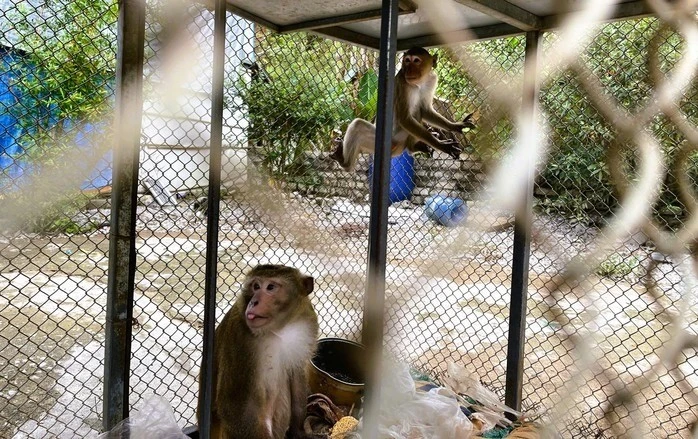 Người dân Thanh Hóa tự nguyện giao nộp 2 cá thể khỉ quý hiếm