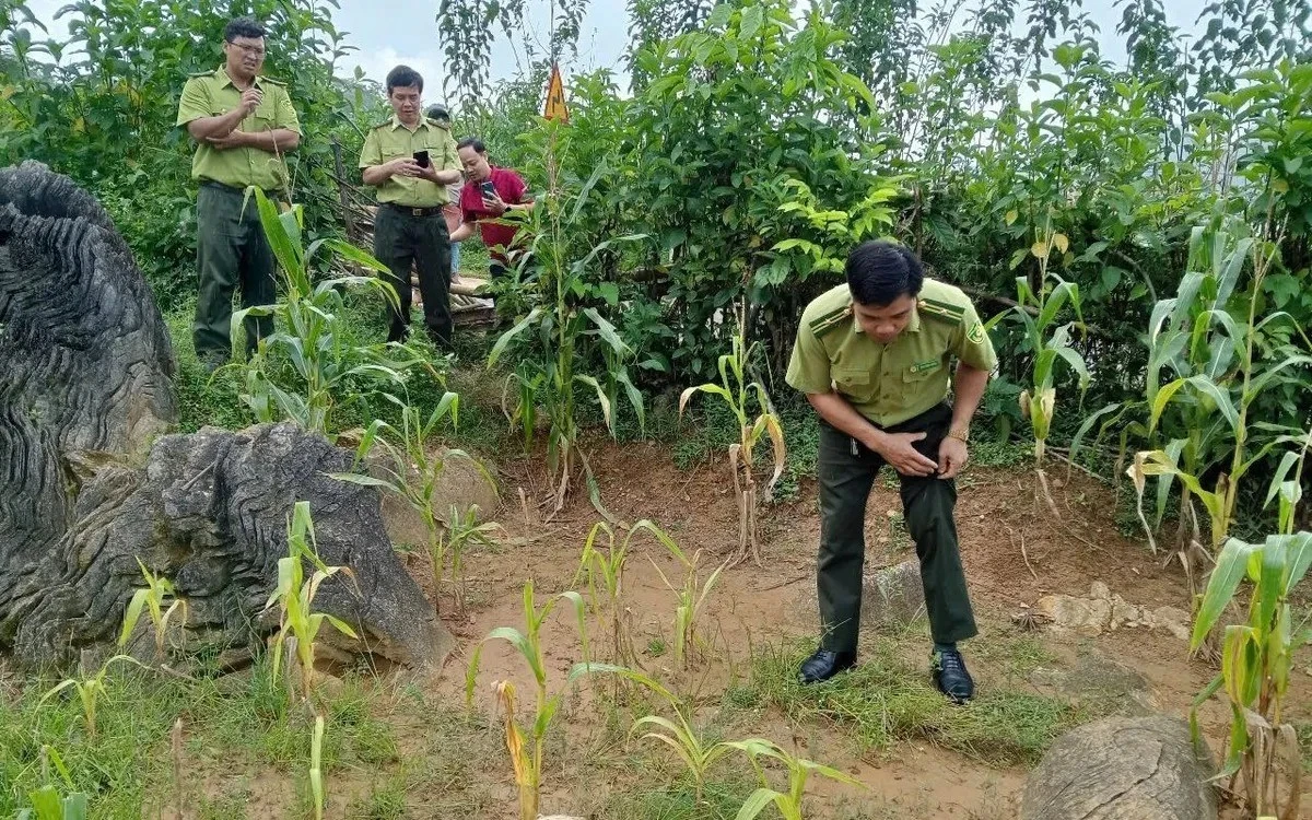 Xôn xao hổ xuất hiện ở Phú Thọ, chính quyền cảnh báo sao?