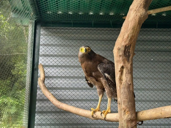 Diều hoa Miến Điện xuất hiện ở Quảng Trị quý hiếm cỡ nào?