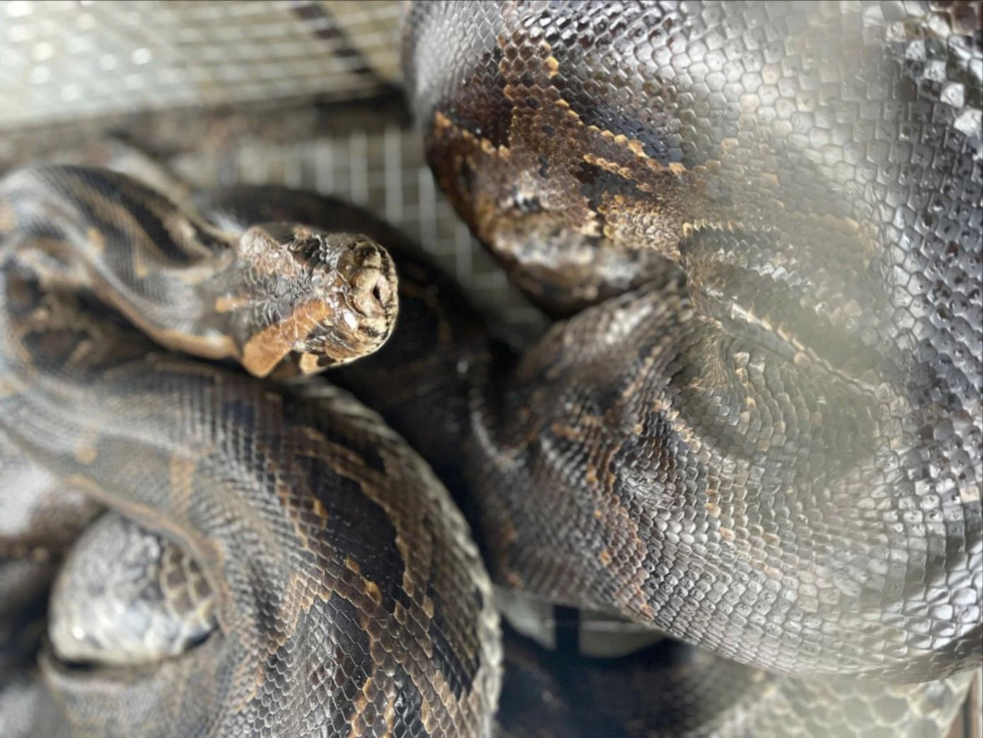 Vườn Quốc gia Vũ Quang tiếp nhận nhiều cá thể động vật quý hiếm