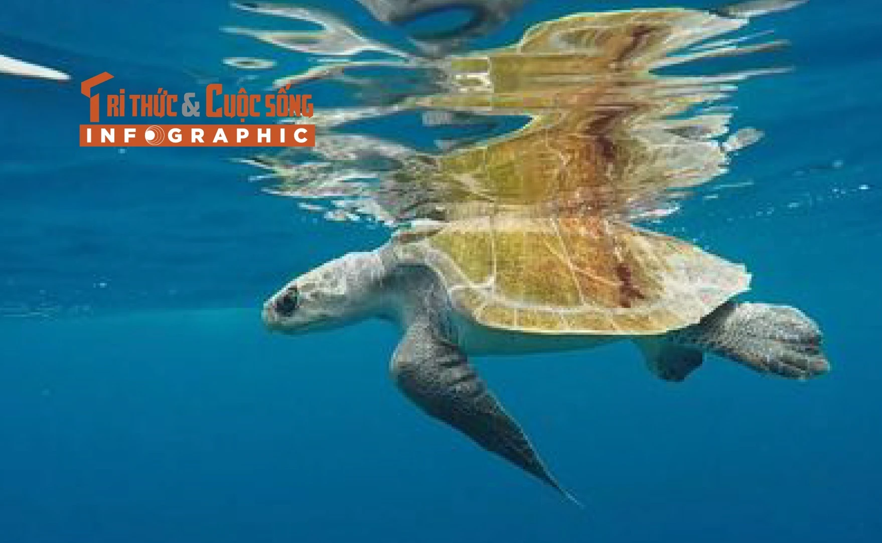 [INFOGRAPHIC] Đồi mồi dứa quý hiếm mắc lưới ngư dân Đà Nẵng