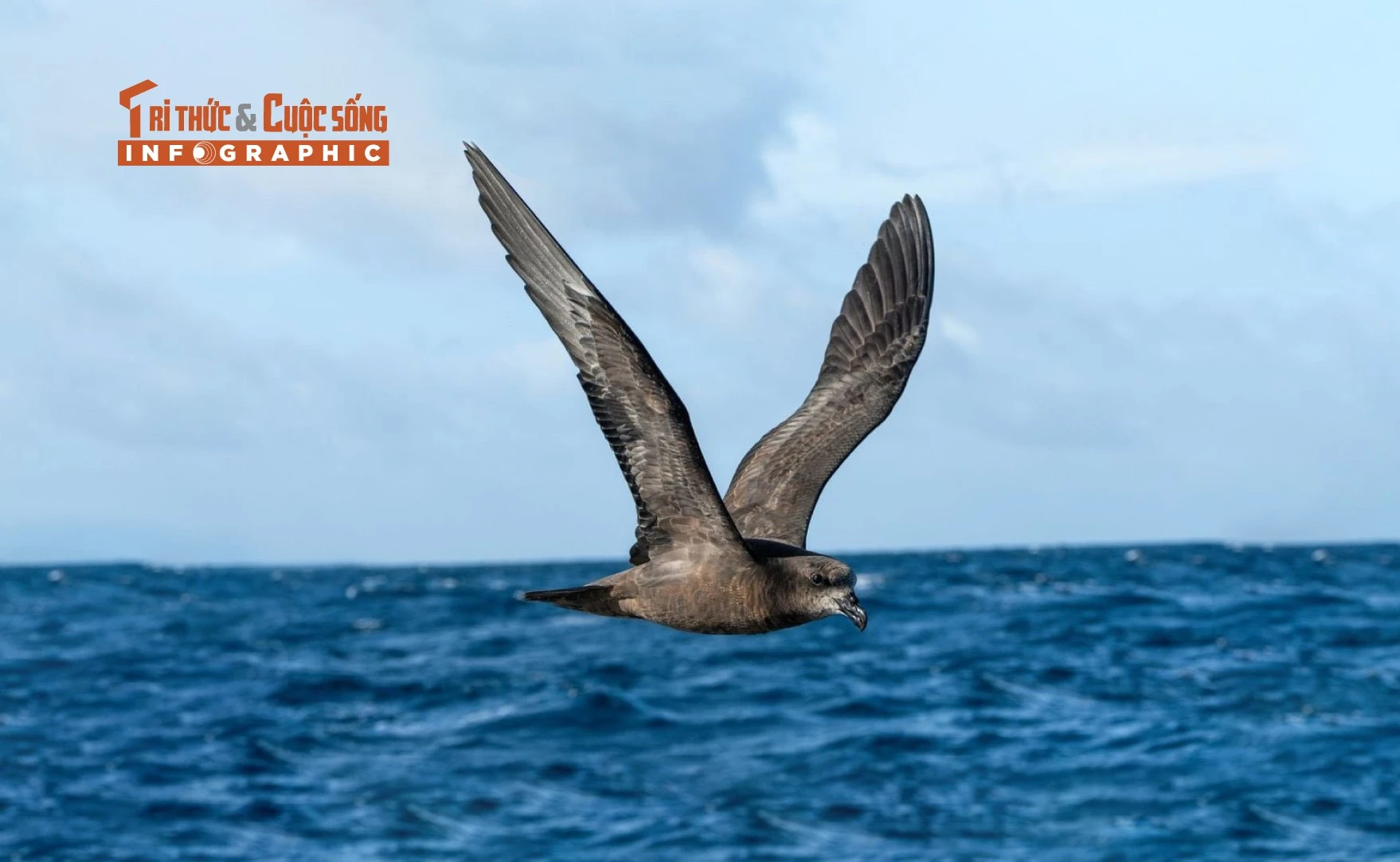 [INFOGRAPHIC] Loài chim bám đuôi những cơn bão để kiếm ăn