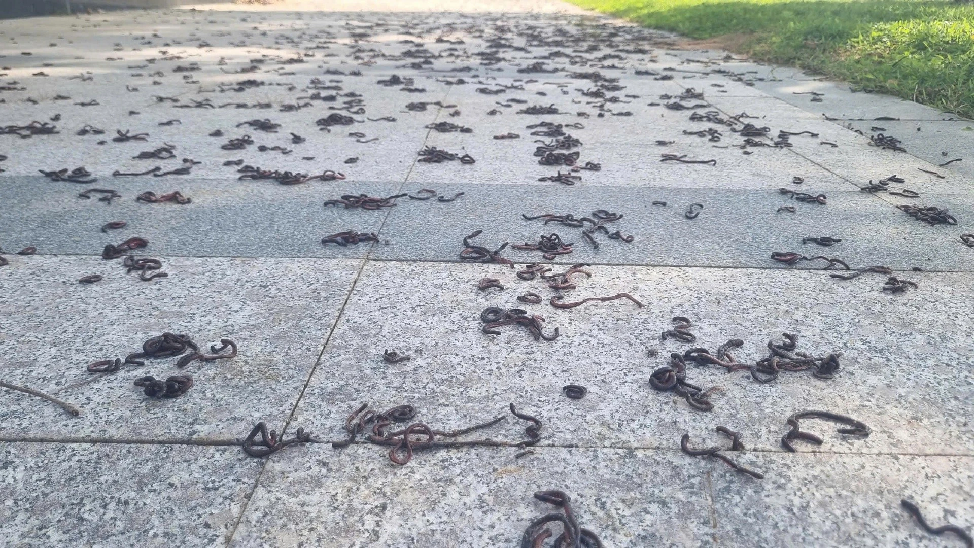 Giun ngoi lên mặt đất hàng loạt từng xảy ra ở đâu?