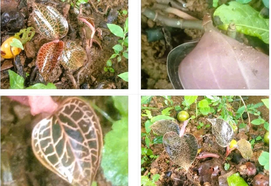 View - Loài lan mới phát hiện tại Thanh Hóa quý hiếm thế nào? | Báo Tri thức và Cuộc sống - TIN TỨC PHỔ BIẾN KIẾN THỨC 24H