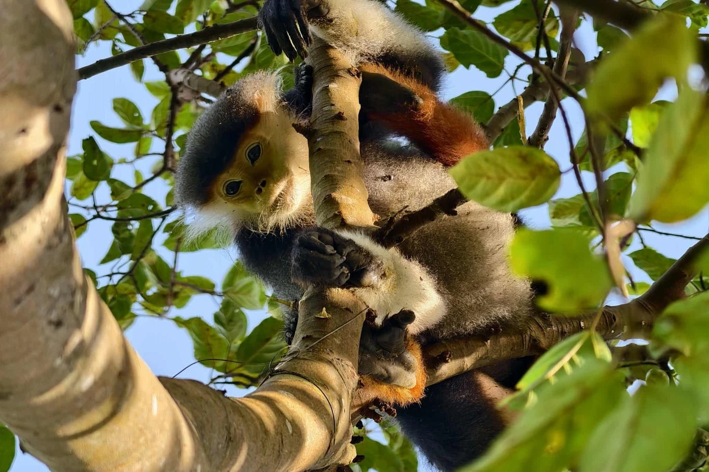 Voọc chà vá chân nâu dính bẫy ở bán đảo Sơn Trà là loài Sách Đỏ