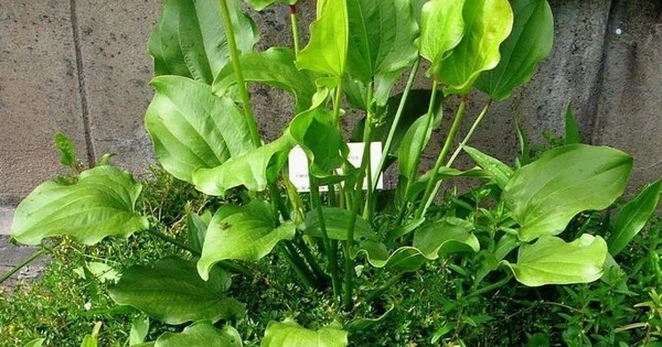 Mệnh Thủy trồng 1 trong 5 cây này phát tài như có bùa may