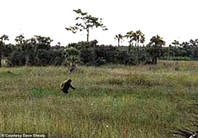 Nhiều năm săn quái vật Everglades, người đàn ông Florida gây chú ý