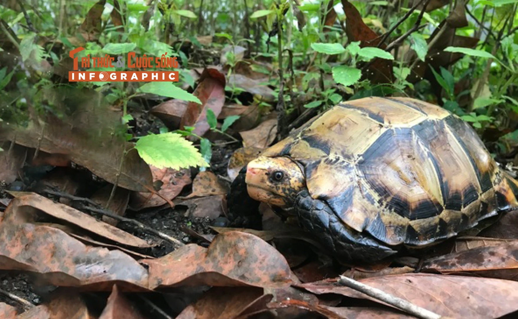 [INFOGRAPHIC] Phát hiện rùa núi viền quý hiếm trong ngôi đền ở Hà Tĩnh