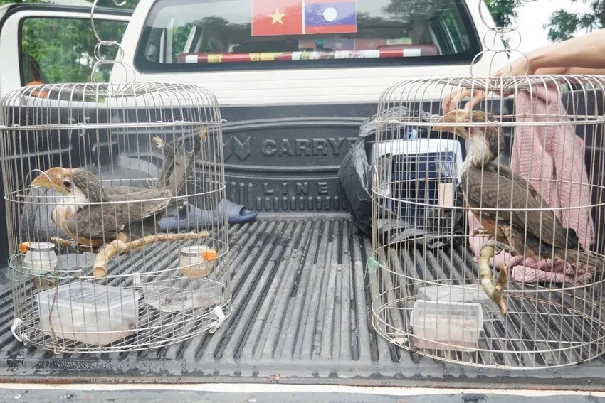 Niệc nâu bay vào nhà dân ở Quảng Trị quý hiếm cỡ nào?