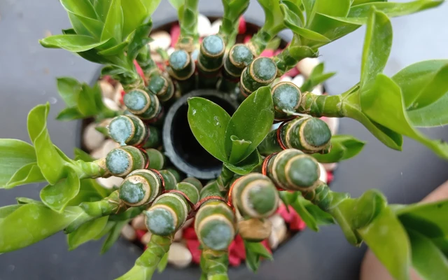 Đặt cây gì ở tài vị để hút lộc, tăng vượng khí cho gia đình?