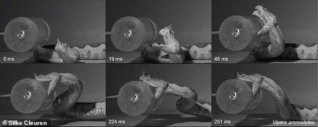 Lần đầu tiên cảnh rắn độc tấn công được ghi lại cực kỳ chi tiết